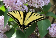 Two-tailed Swallowtail - 2