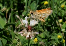 Western Branded Skipper