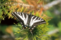 Pale Tiger Swallowtail Butterfly