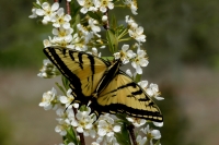Two-tailed Tiger Swallowtail Butterfly