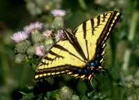 Two-tailed Tiger Swallowtail Butterfly