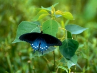 Pipevine Swallowtail Butterfly