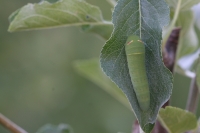 Swallowtail caterpillar
