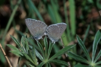 Silvery Blue Butterfly
