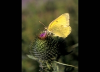 Sulfur Butterfly