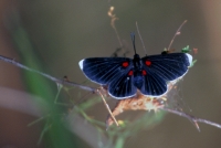 White-rayed Pixie Butterfly