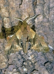 Blind-eyed Sphinx Moth