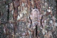 Camouflaged moth