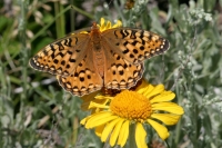 Fritillary Butterfly-2