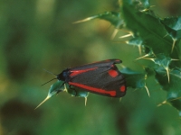 Scarlet-Black Moth