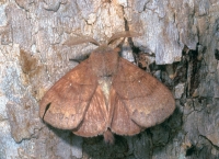 Silk Moth