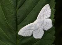 Soft-lined Wave Moth