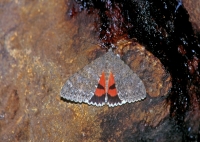 Underwing Moth