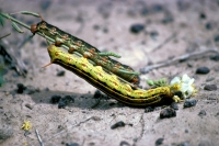 Sphinx-moth caterpillar