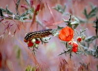 Sphinx-Moth - caterpillar & Globe Mallow