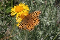Fritillary Butterfly-3