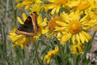 Milbert's Tortoiseshell Butterfly