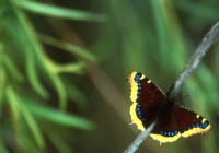 Mourning Cloak Butterfly