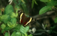 Fatima Butterfly