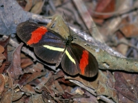 Crimson-patched Butterfly