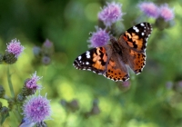 Painted Lady