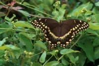 Palamedes Swallowtail Butterfly