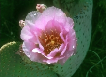 Beavertail Cactus - 1