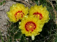 Texas Barrel Cactus