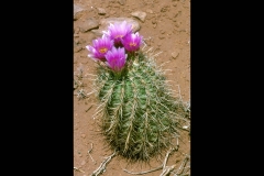 Devil Claw Cactus