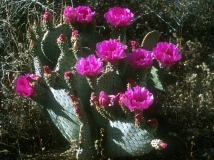 Beavertail Cactus - 2
