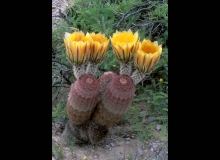 Texas Rainbow Cactus -2