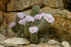 Silverlaced Cob Cactus