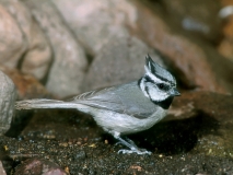 Bridled Titmouse - 1