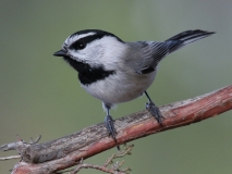 Mountain Chickadee - 4
