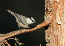 Mountain Chickadee - 7