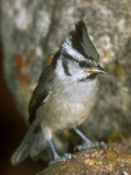 Bridled Titmouse - 2