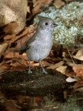 Juniper Titmouse