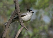 Black-crested Titmouse