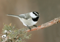 Mountain Chickadee - 2