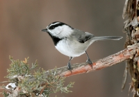 Mountain Chickadee - 3