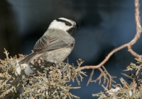 Mountain Chickadee - 5