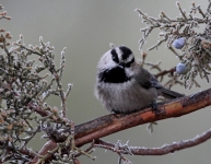 Mountain Chickadee - 6