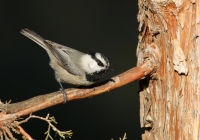 Mountain Chickadee - 7