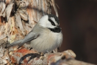 Mountain Chickadee - 8