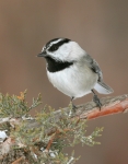 Mountain Chickadee - 9