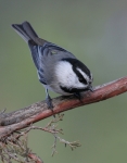 Mountain Chickadee - 10