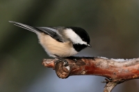 Black-capped Chickadee - 1