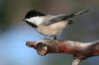 Black-capped Chickadee - 2