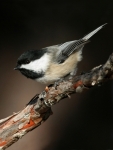 Black-capped Chickadee - 3