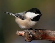 Black-capped Chickadee - 4